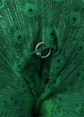 Kitty | Peacock — The peacock, aligned with the flesh in an interesting way. The name of which, too, has a kind of vulgarness to it unintentionally when used in this way, while it also does a pretty good job of obscuring what it is you're actually seeing. A pretty interesting texture to apply as a treatment in this series.